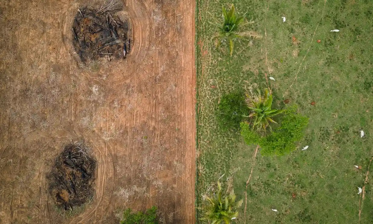 El furor mundial por el colágeno está vinculado a la deforestación brasileña