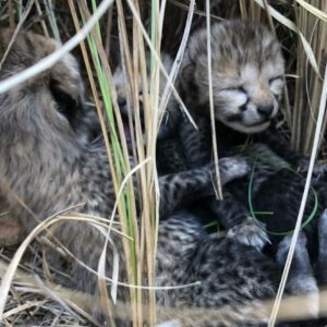 Cuatro guepardos nacen en India, país que los declaró extintos