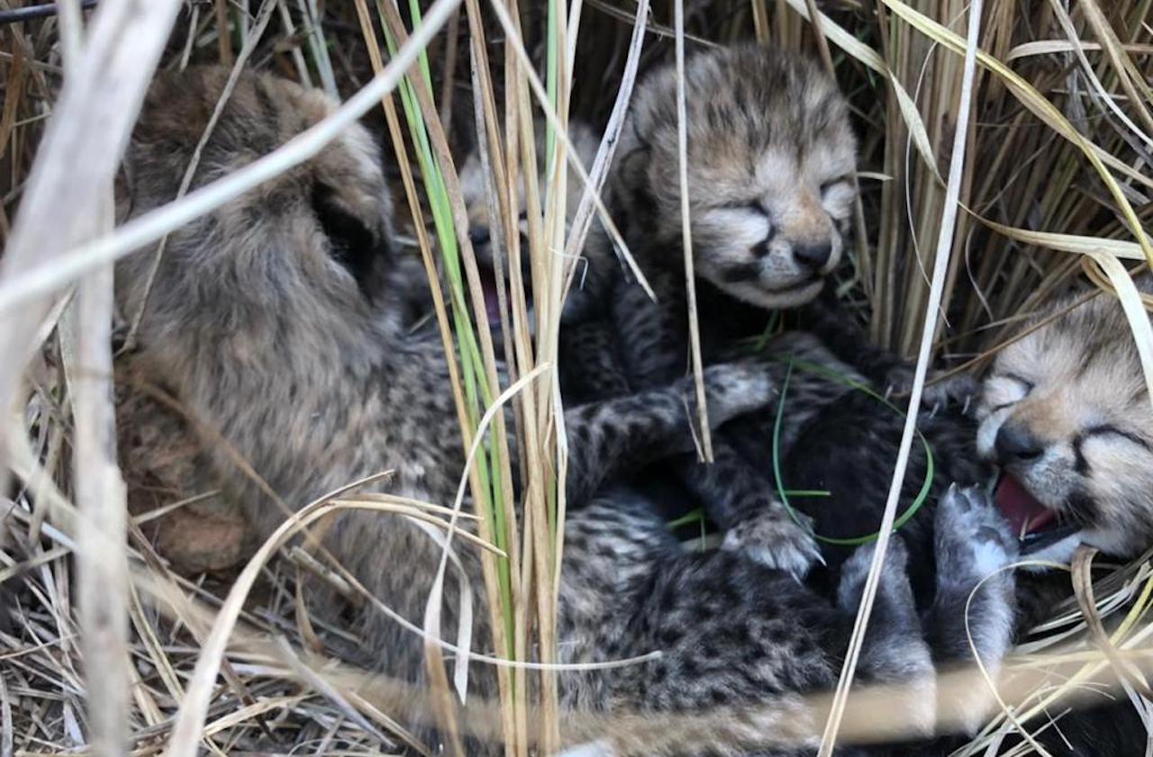 Cuatro guepardos nacen en India, país que los declaró extintos