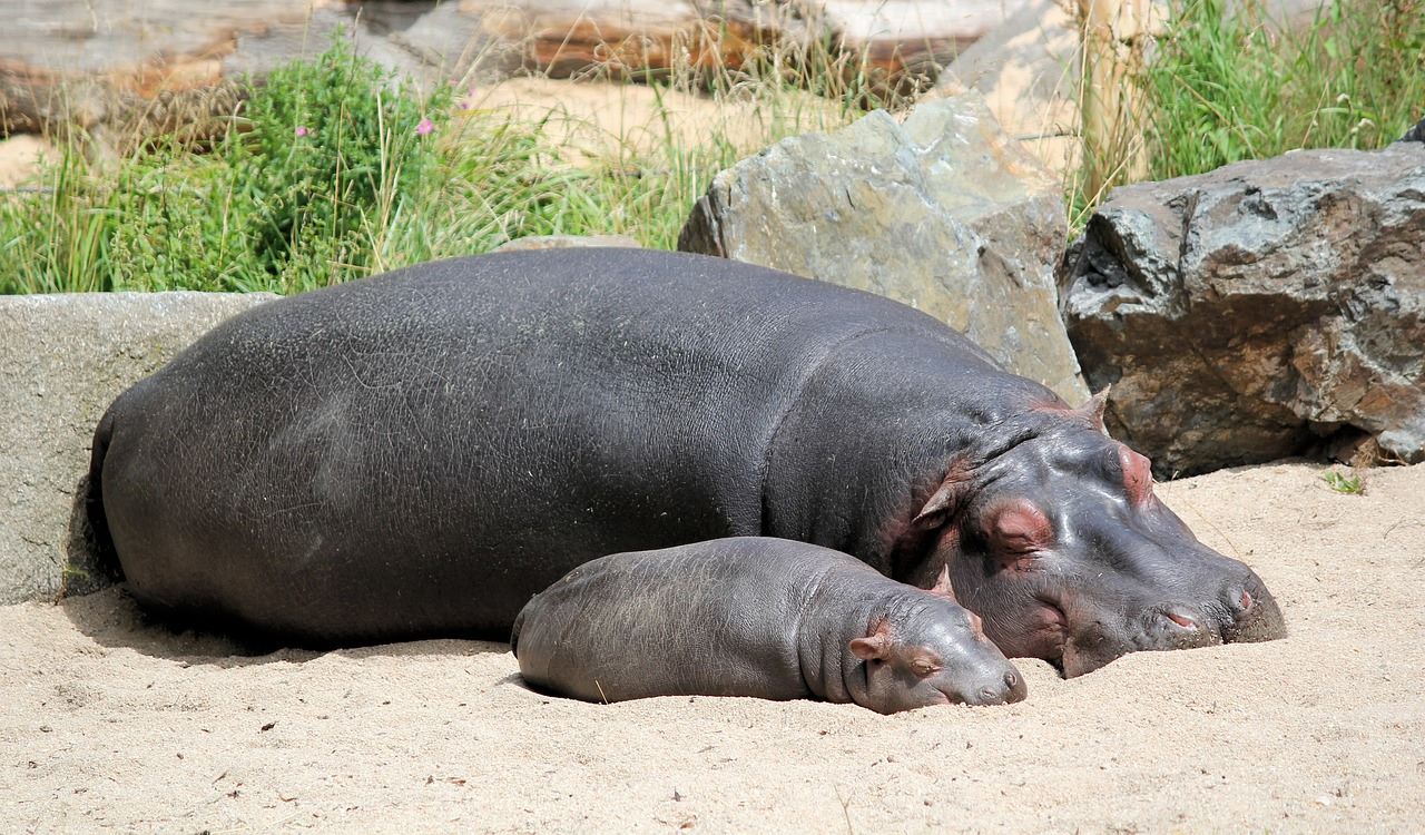 Santuario Ostok en Sinaloa recibirá a 10 hipopótamos de Pablo Escobar