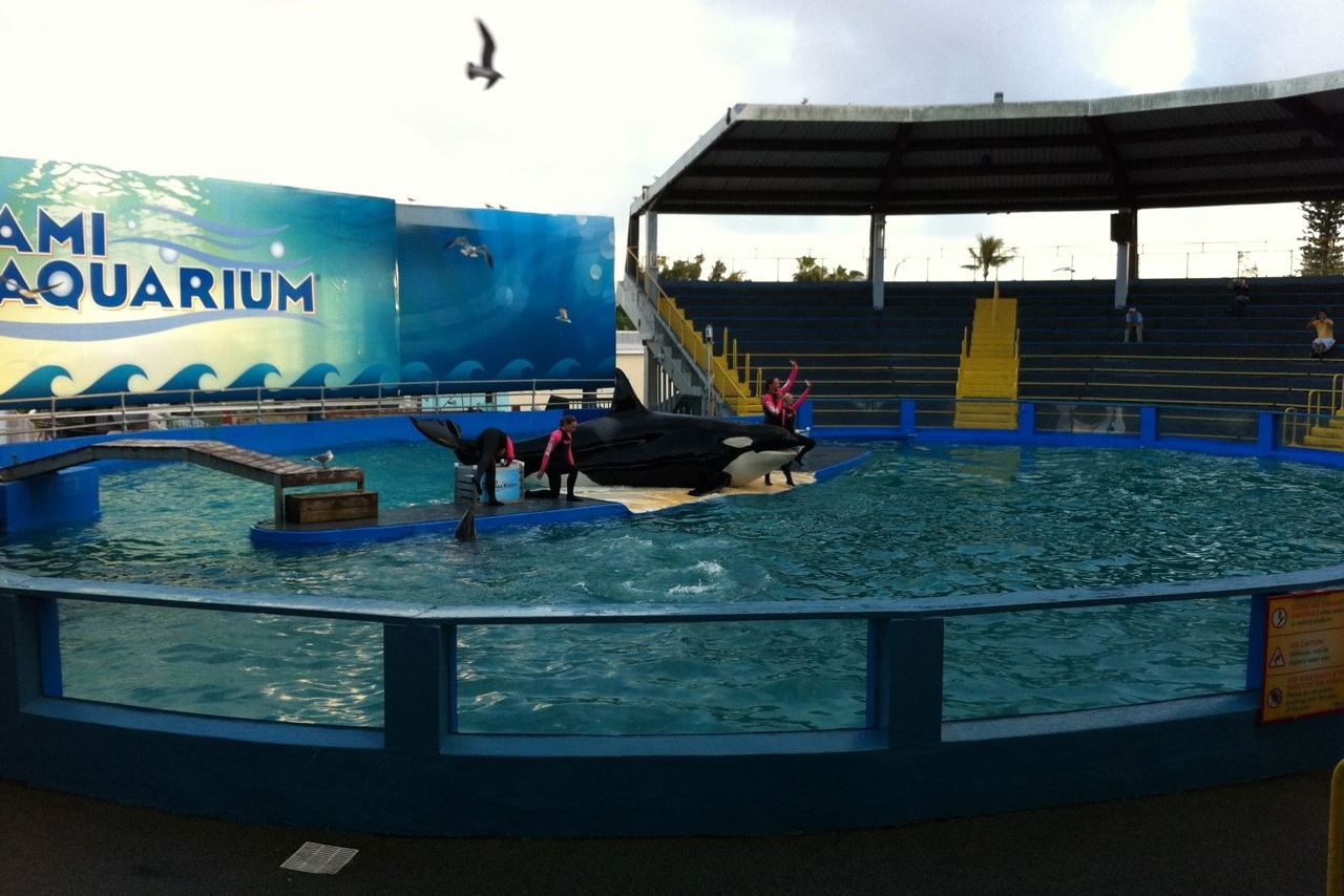 50 años en cautiverio: la orca ‘Lolita’ será liberada en el Pacífico