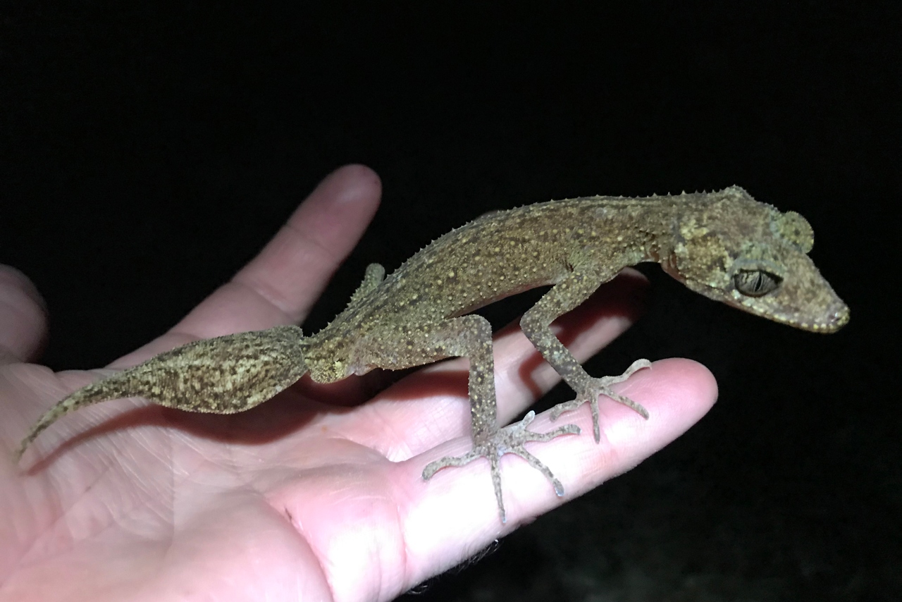 Nueva especie de reptil es descubierta en una isla de Australia