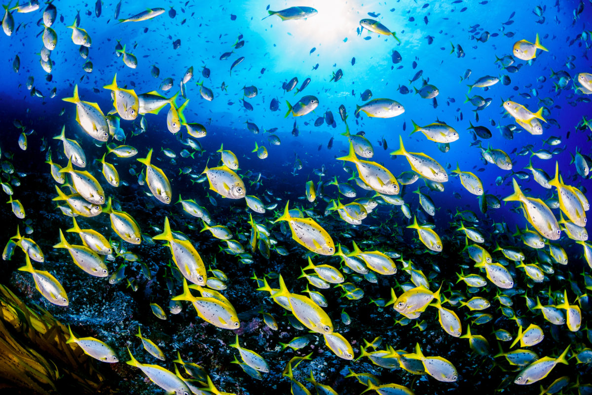 Estos son los acuerdos más relevantes para la protección de los océanos