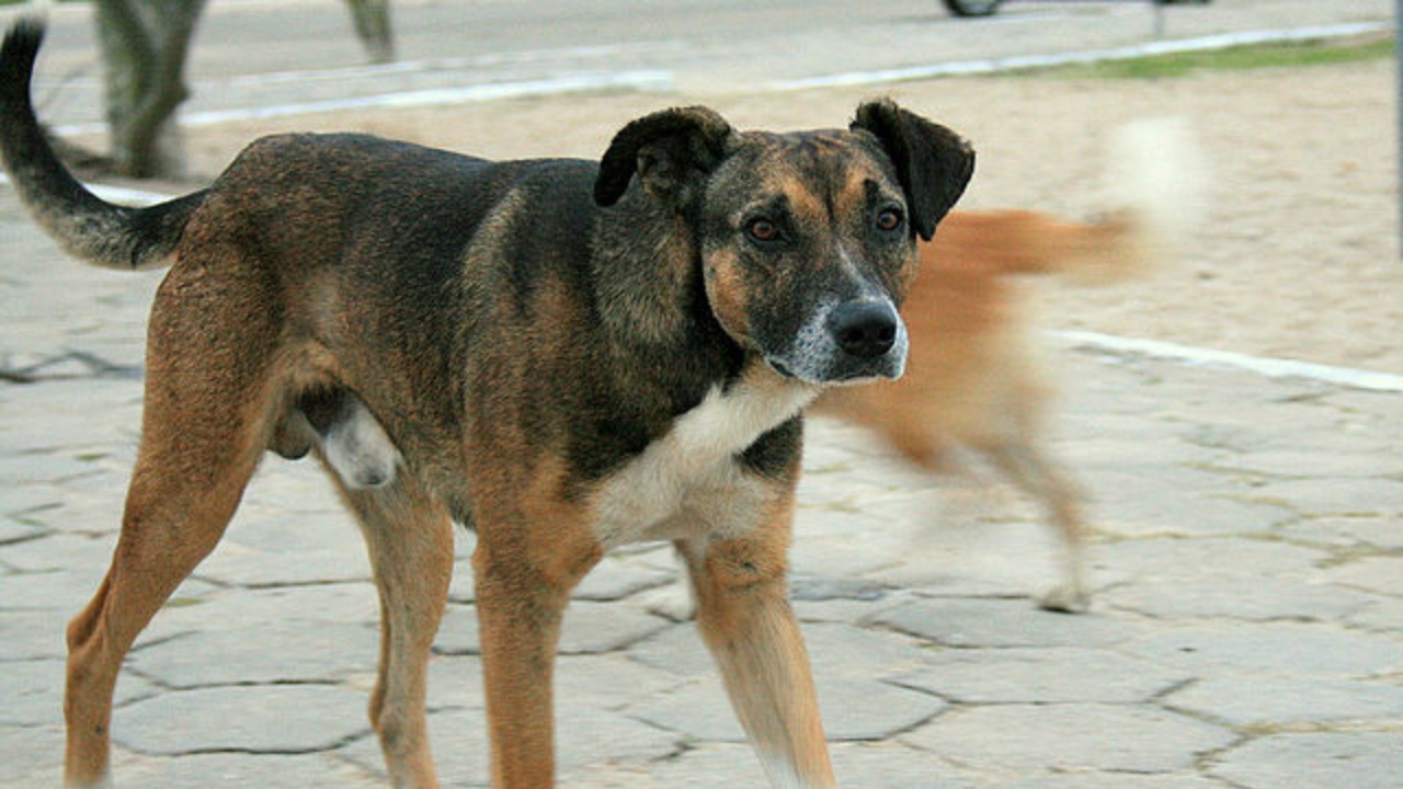 Autoridades de la CDMX rescatan a perros de un refugio acusado de maltrato