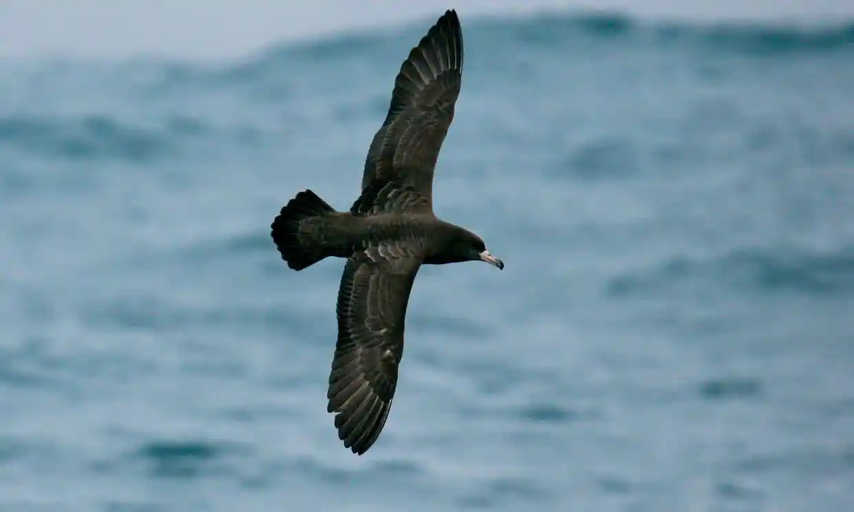Descubren nueva enfermedad por plástico en aves marinas