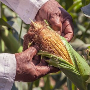 EU solicita consultas del T-MEC sobre medidas de biotecnología agrícola de México
