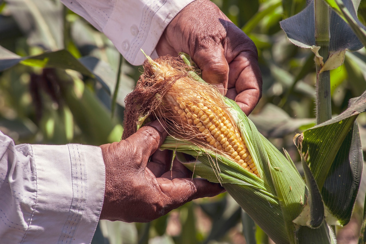 El rechazo de México al maíz transgénico abre frente con EU en el T-MEC