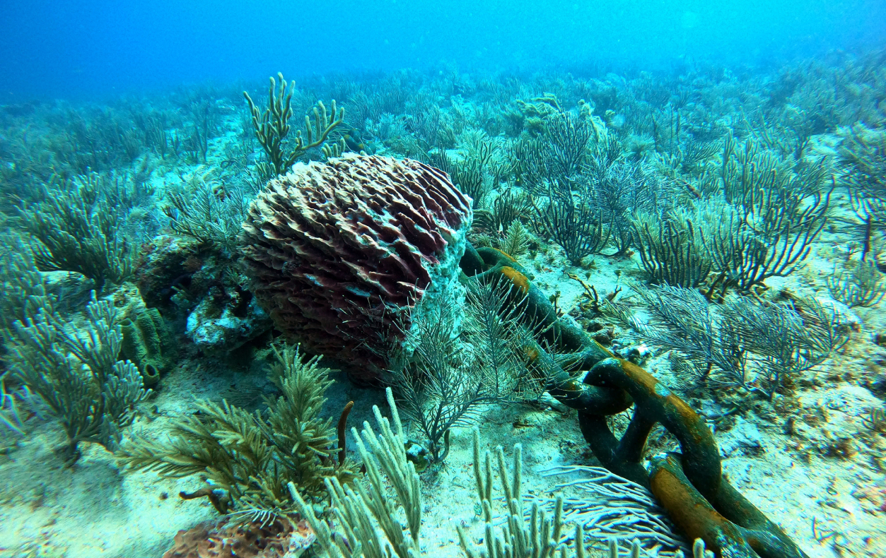 Barco de piedra de Cuba a México para Tren Maya daña corales, acusa buzo