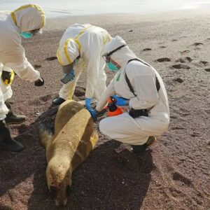 Primero las aves, ahora el virus H5N1 mata a lobos marinos en Perú