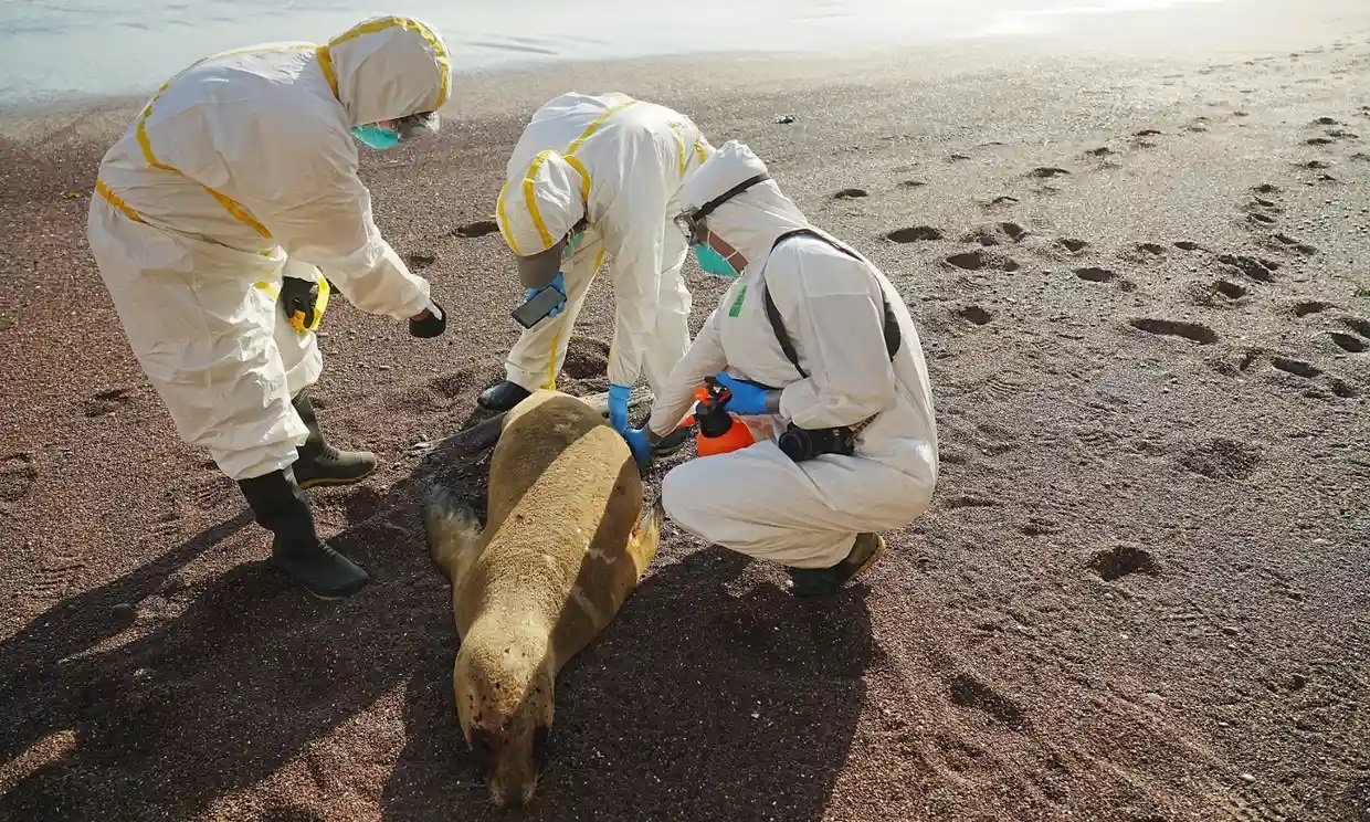 Primero las aves, ahora el virus H5N1 mata a lobos marinos en Perú