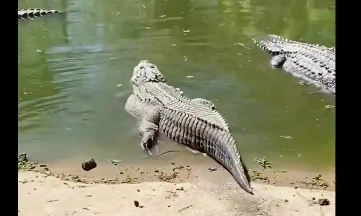 Zoológico de Texas rescata a un caimán que fue robado hace 20 años