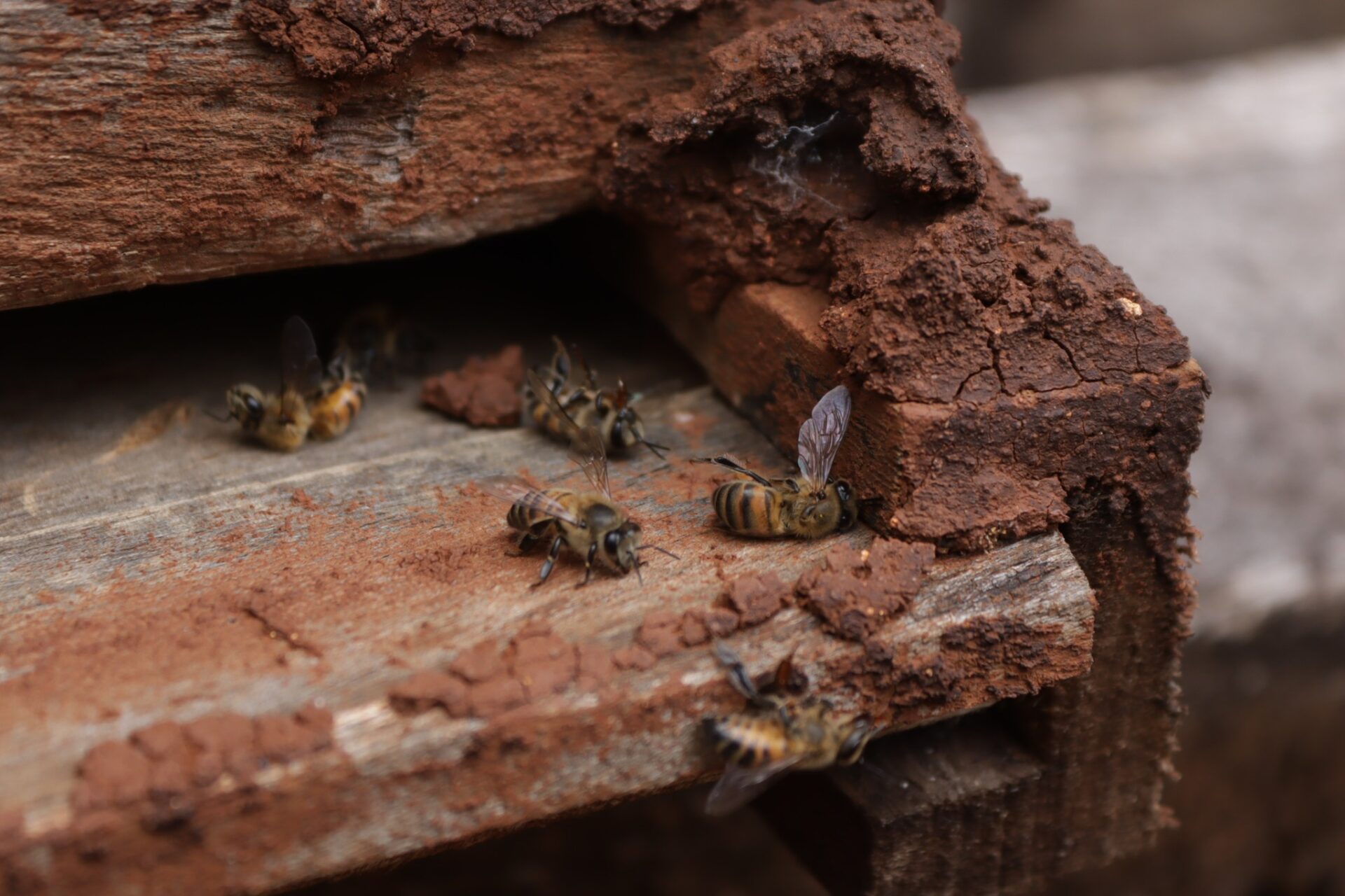 Senado busca sanciones para responsables de la muerte de 300 mil abejas en Campeche