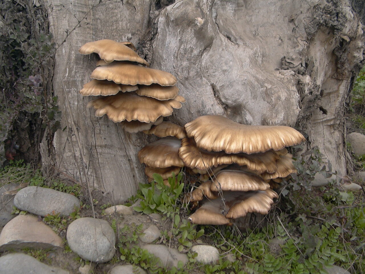 El reino Fungi: un fantástico mundo poblado de hongos