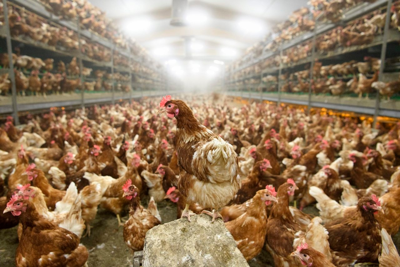 China reporta la primera muerte humana por gripe aviar H3N8 en el mundo