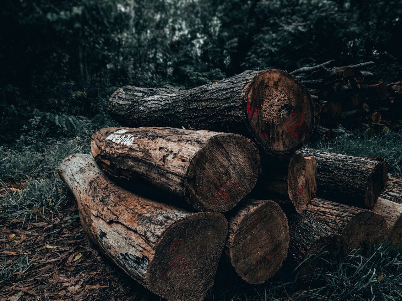 La UE perfila evitar importaciones de materias primas si causan deforestación