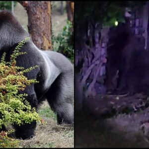 ¡Gorila suelto en Hidalgo! Autoridades piden ayuda para localizarlo