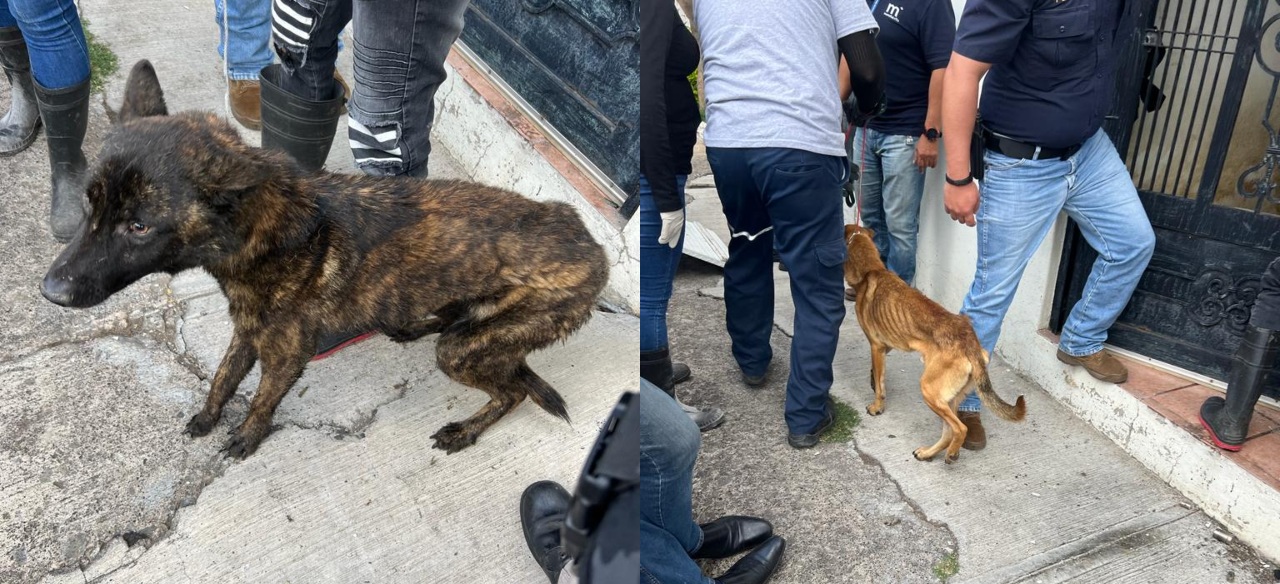 32 perros y 19 gatos son rescatados de una casa en Morelia, Michoacán