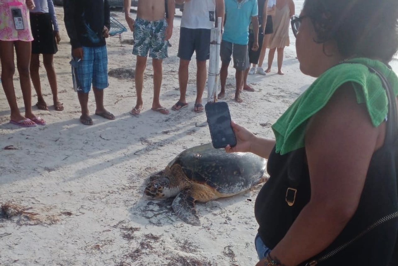 Turistas impiden que tortuga carey desove en playas de Holbox, QRoo