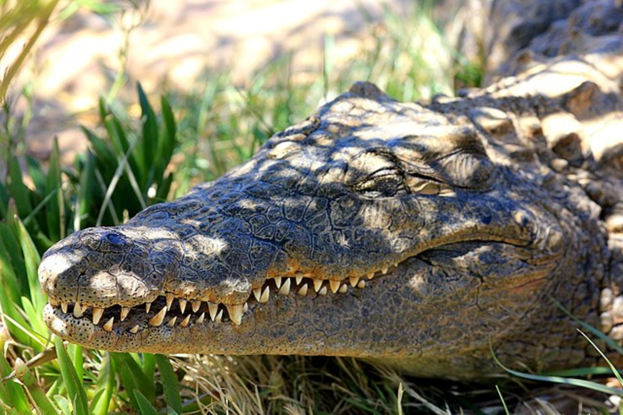 Golpe de calor habría causado la muerte de un cocodrilo en Tamaulipas