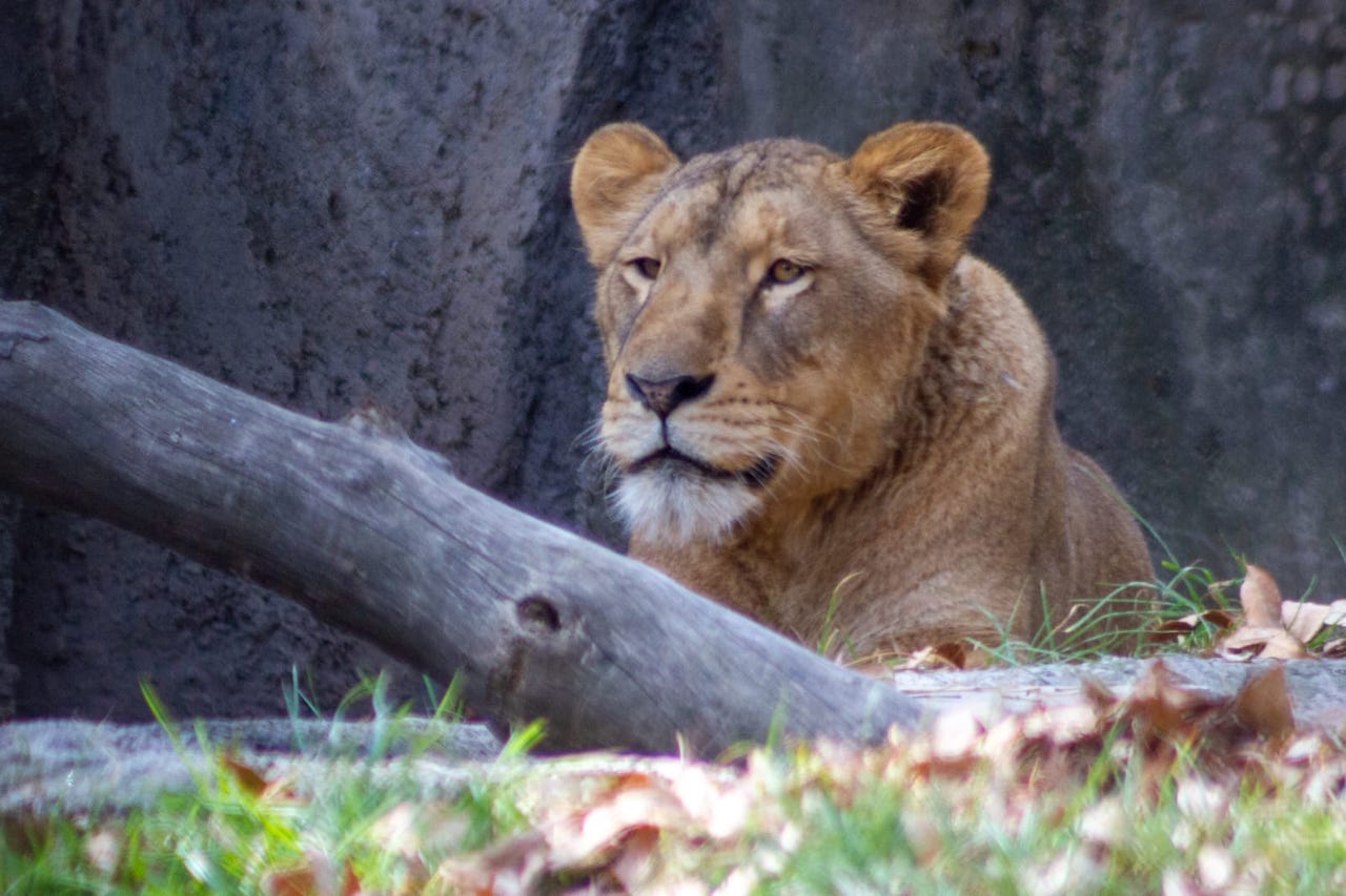 Iniciativa de Animal Heroes busca que leones y tigres dejen de ser mascotas en México