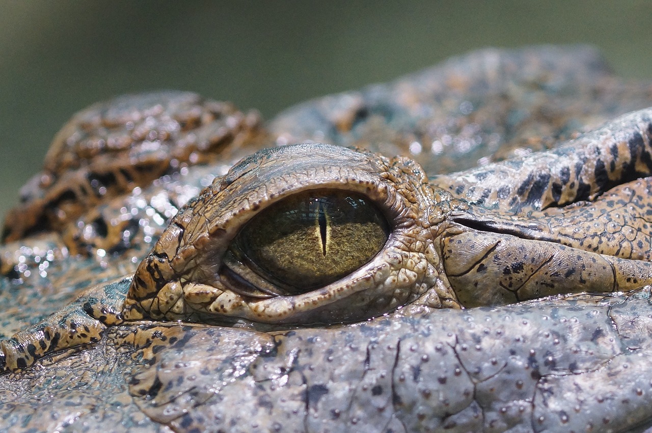 Documentan caso de cocodrilo hembra que se embarazó sin ayuda de un macho