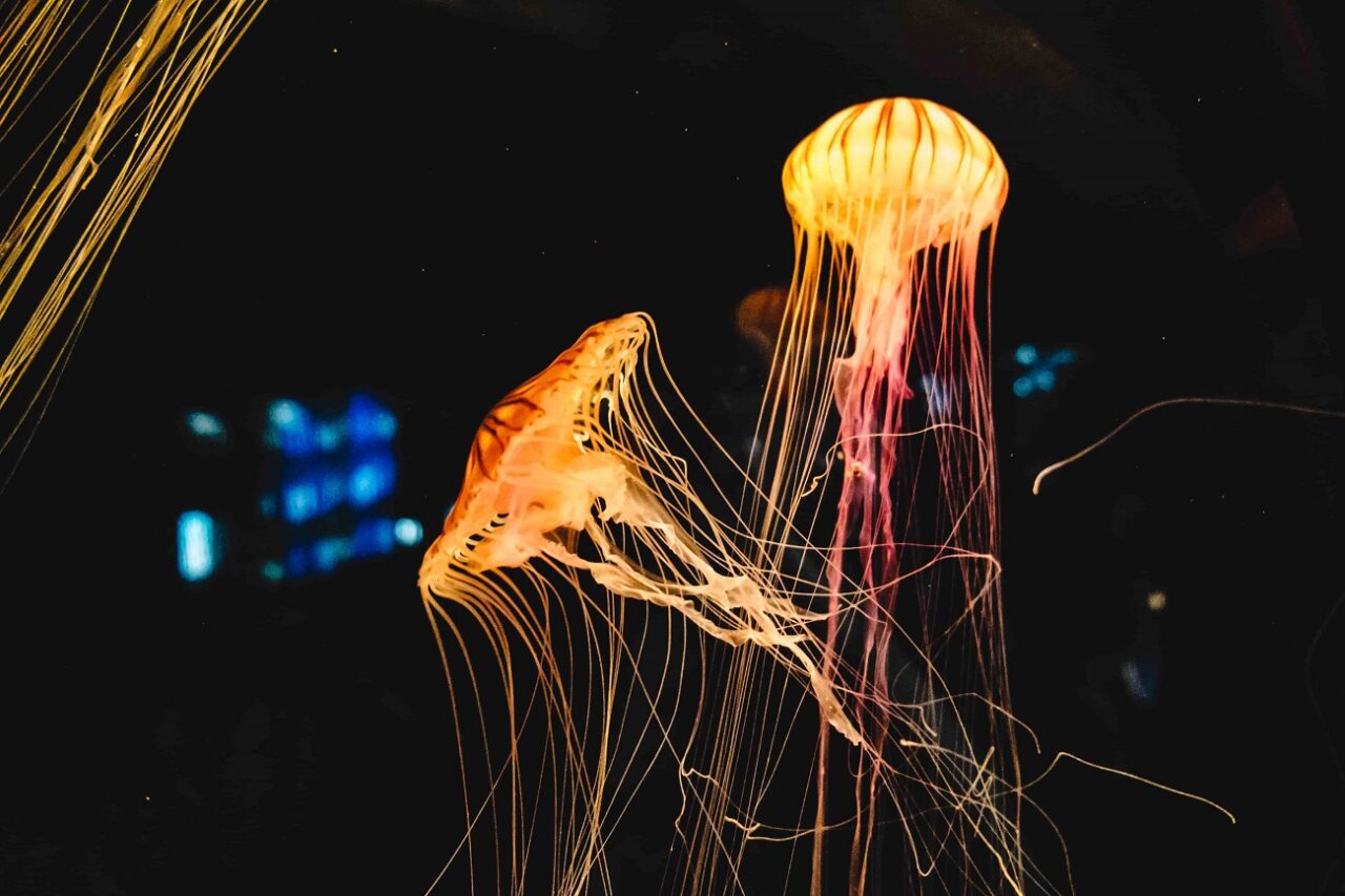 ¿En qué consiste la crianza medusa?