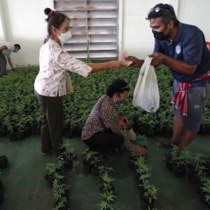 La legalización de la marihuana prende negocios en Tailandia