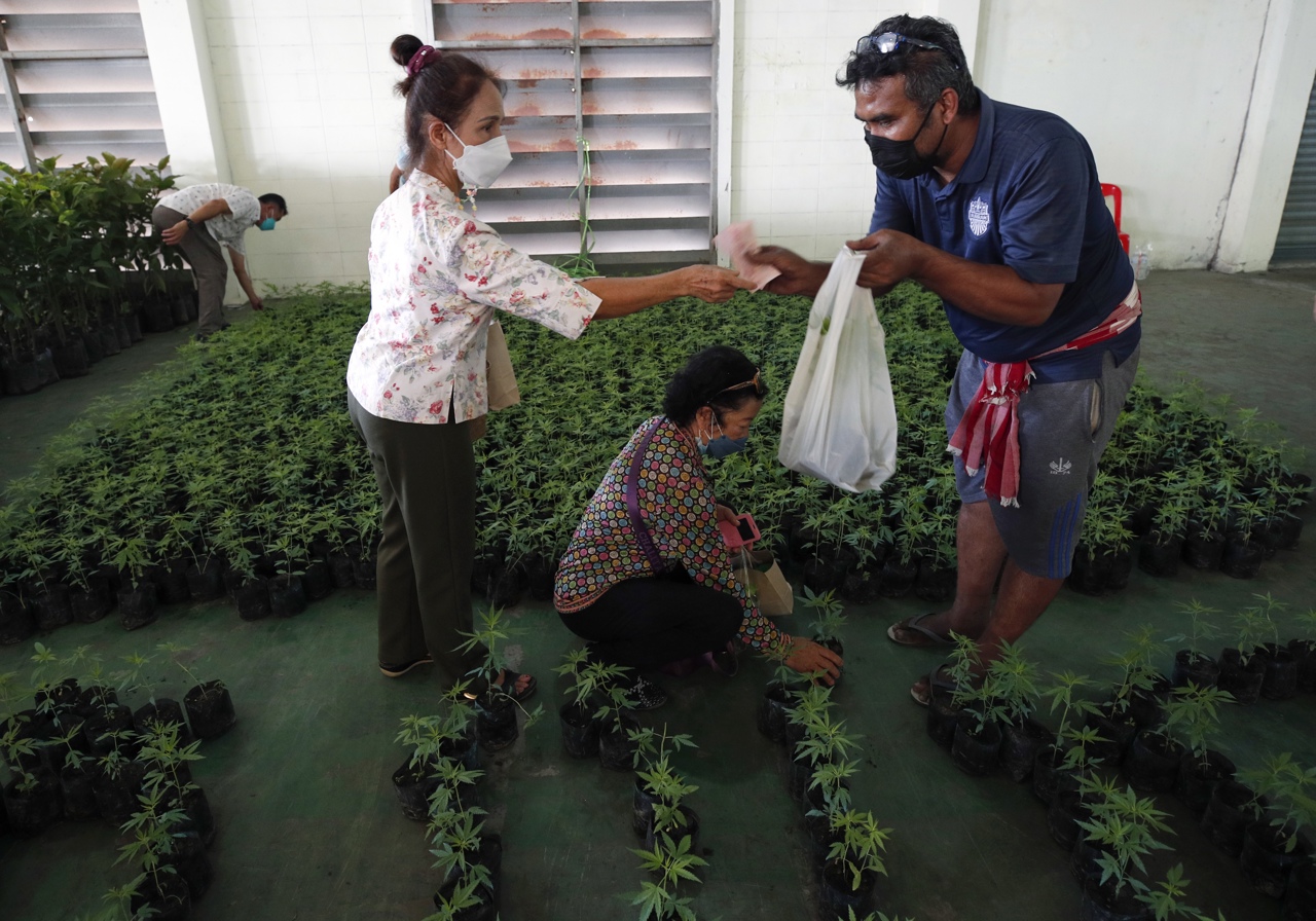 La legalización de la marihuana prende negocios en Tailandia