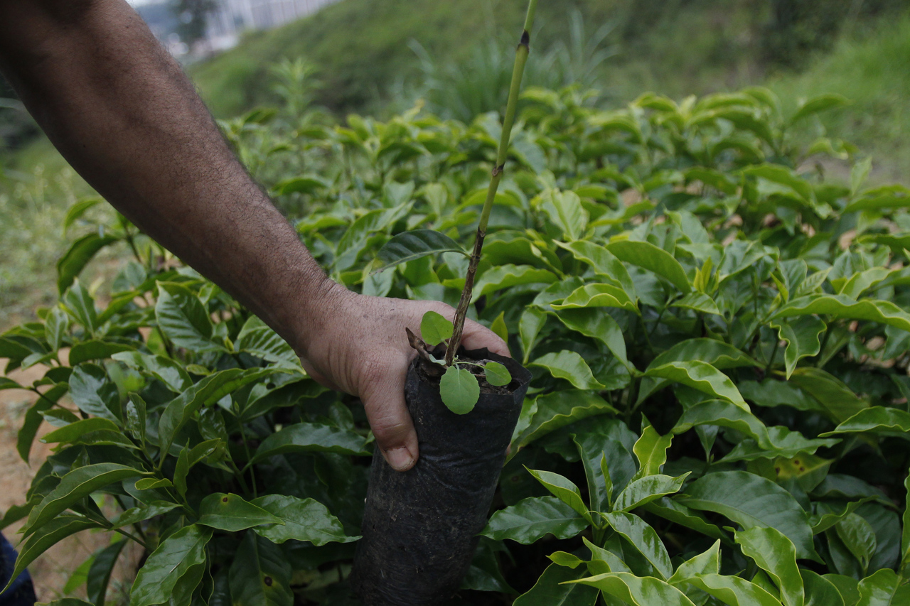En mayo, producción de café en Colombia cayó 21% debido a la lluvia