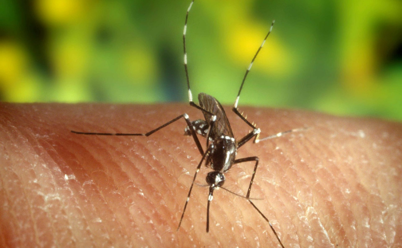 La OMS declara a Belice país libre de malaria tras 70 años de esfuerzos