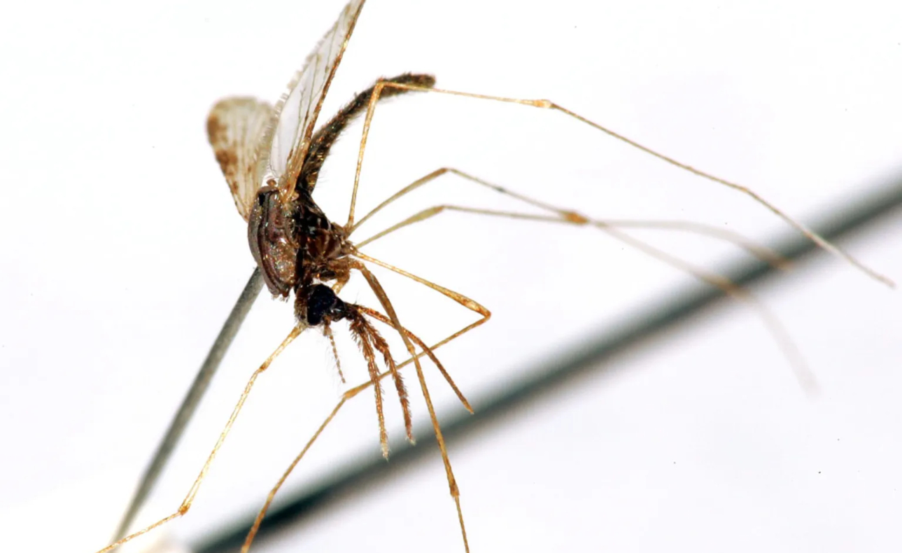 Emiten alerta sanitaria tras confirmación de casos de malaria en Florida