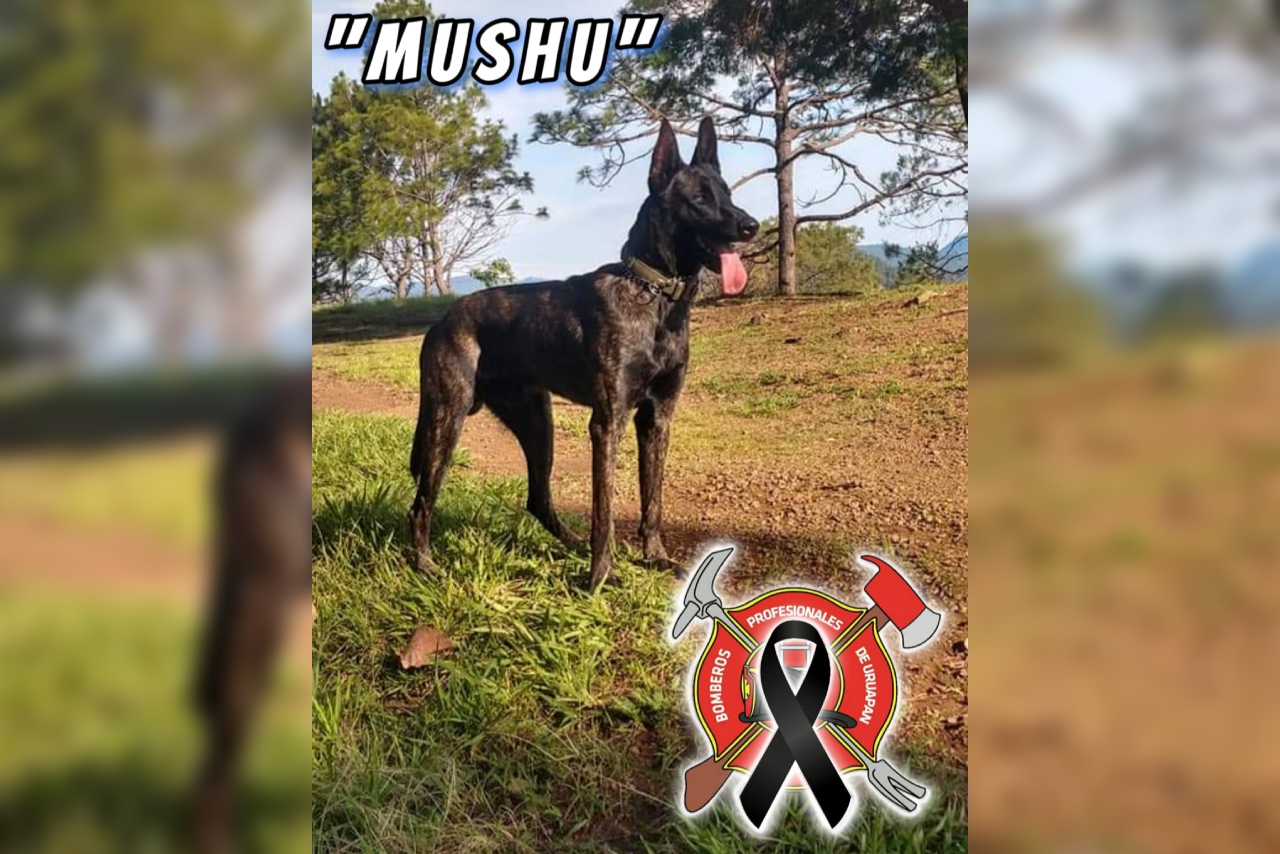 ‘Mushu’, el perro bombero, es hallado muerto en Uruapan, Michoacán