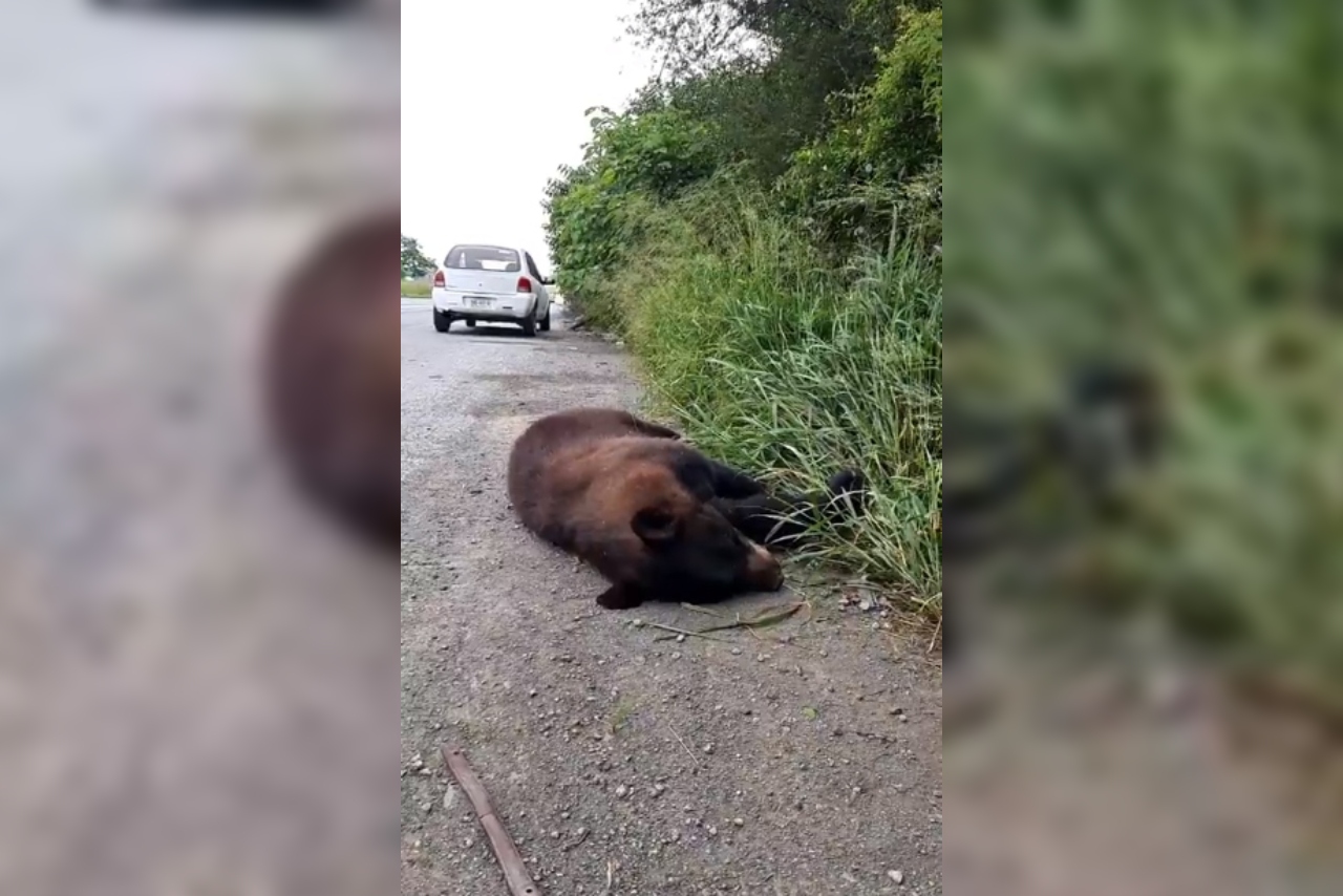 Hallan a un oso muerto sobre la Carretera Nacional de Nuevo León