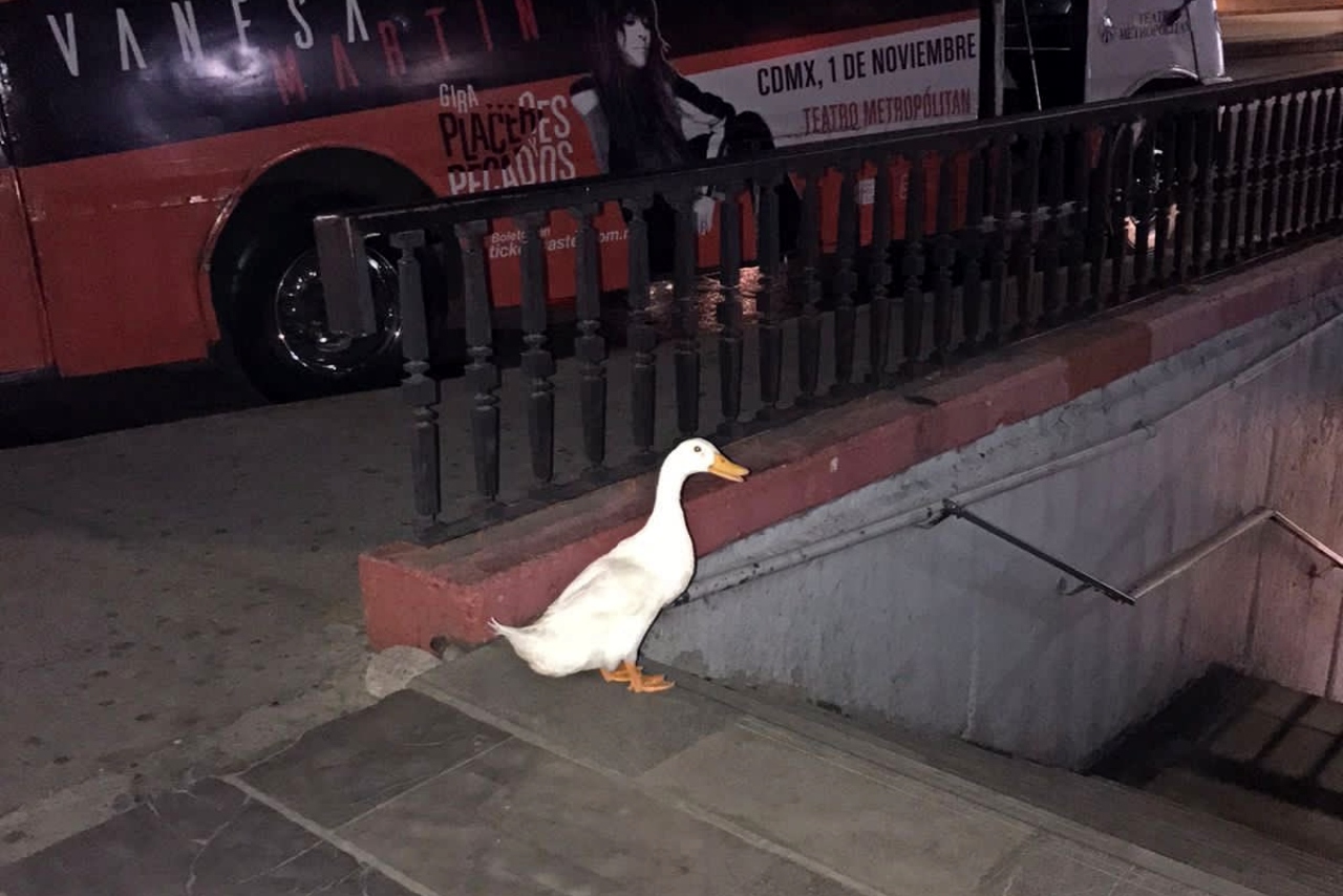 Un pato escapa del lago de Chapultepec y trata de entrar al Metro en CDMX