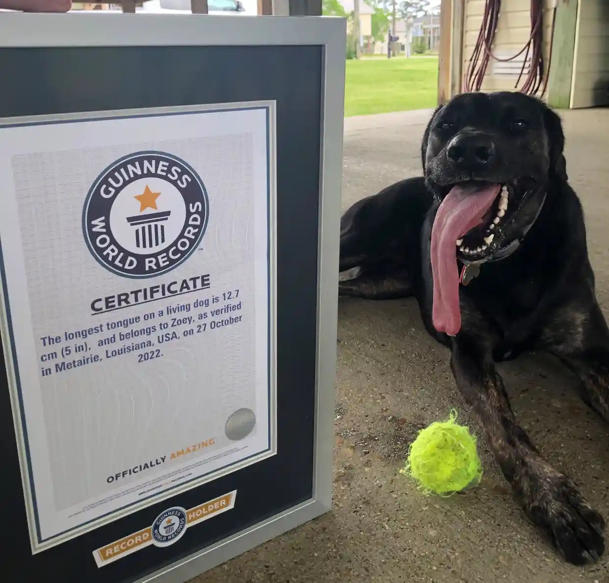 Zoey, la perra con la lengua más larga del mundo, es reconocida por Guinness