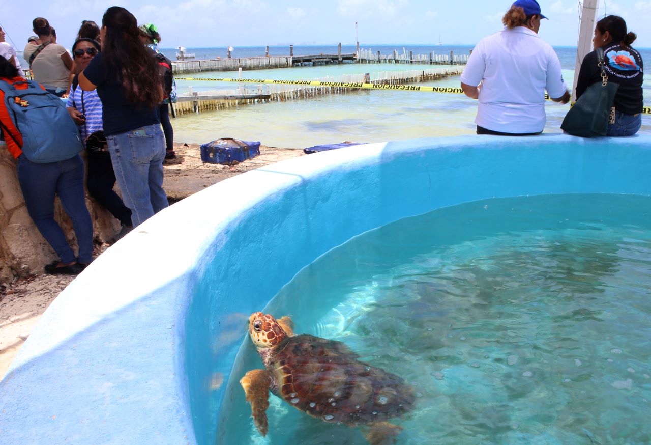 Hospital de tortugas marinas reabre en Isla Mujeres, QRoo