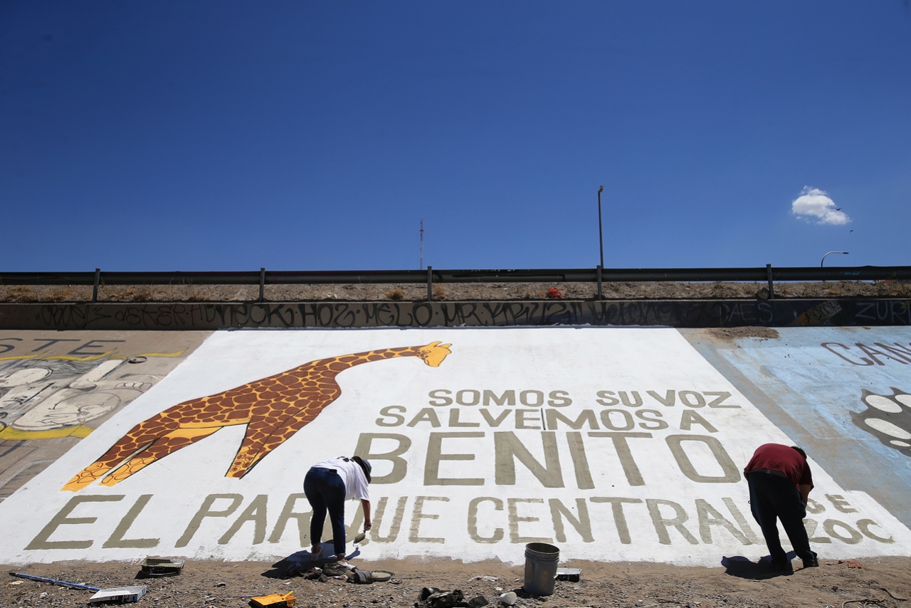 #JusticiaParaBenito: activistas denuncian maltrato contra jirafa en parque de Cd. Juárez