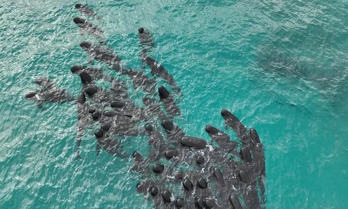 Decenas de ballenas piloto varadas en masa en el este de Albany en Australia Occidental