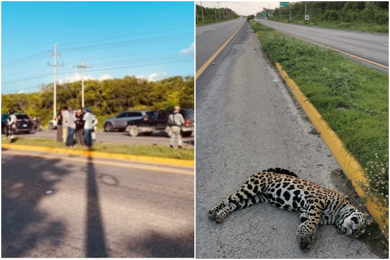 Un jaguar murió arrollado en QRoo; AMLO deslinda a obras del Tren Maya