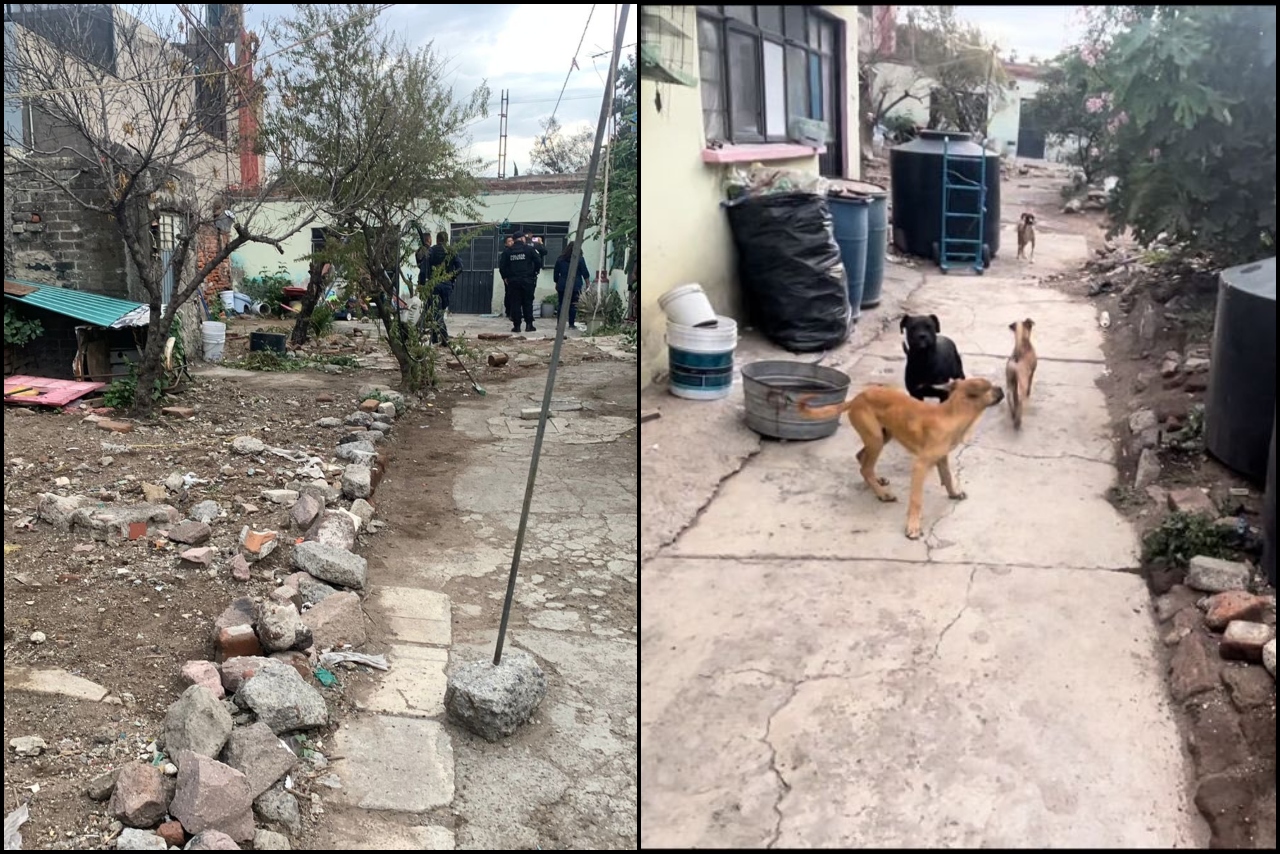 Autoridades recatan a 10 perros abandonados en una casa de Ecatepec, Edomex