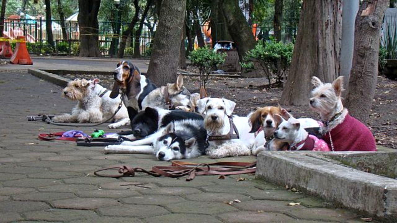 Día Mundial del Perro: ¿cuál es la situación de los ‘lomitos’ en México?