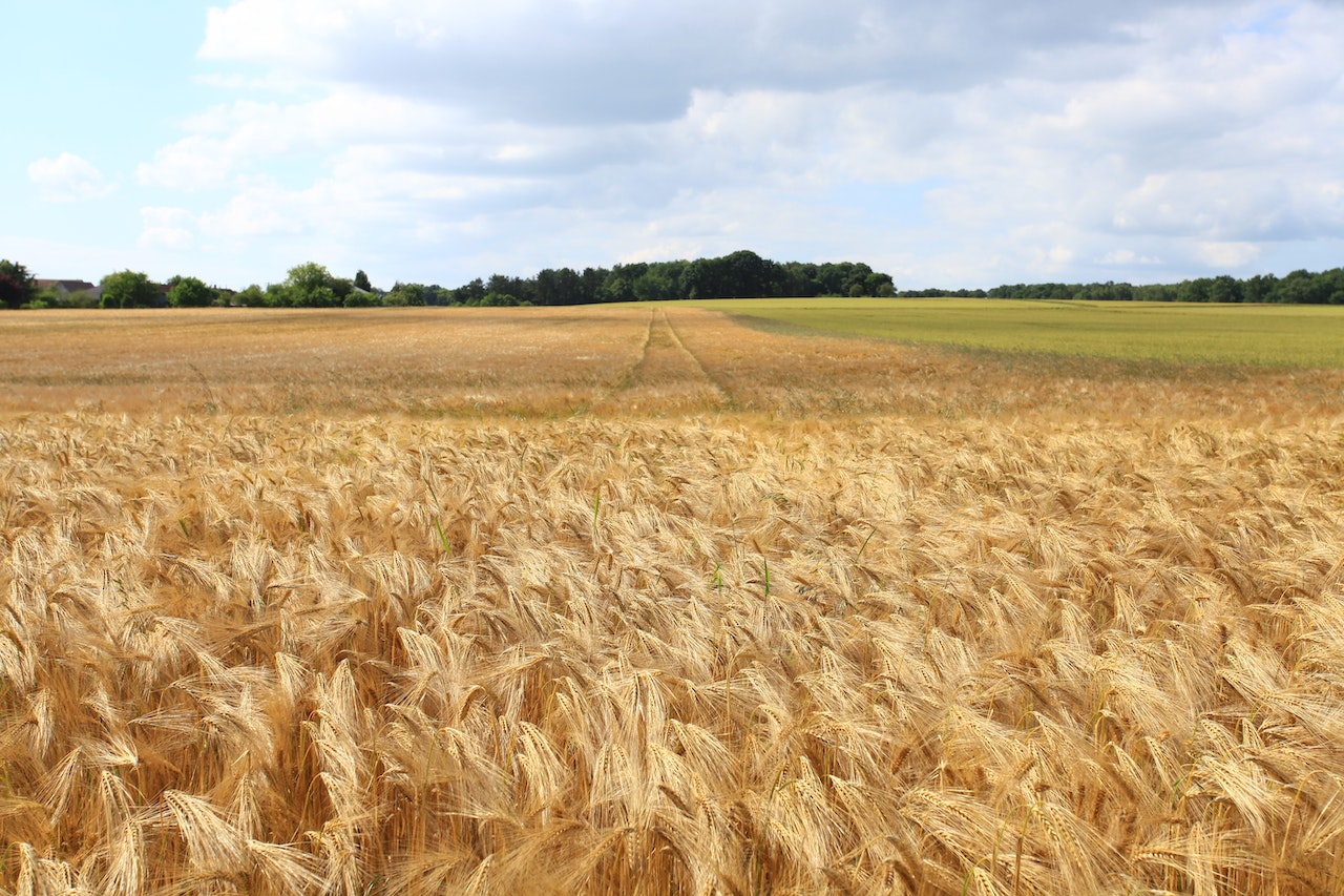 Confirmado: Rusia se retira de inmediato del acuerdo de cereales de Ucrania