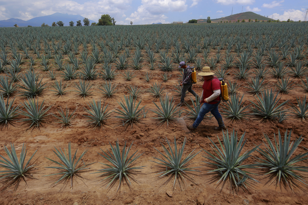 La sobreproducción de agave para tequila en México enciende alertas climáticas