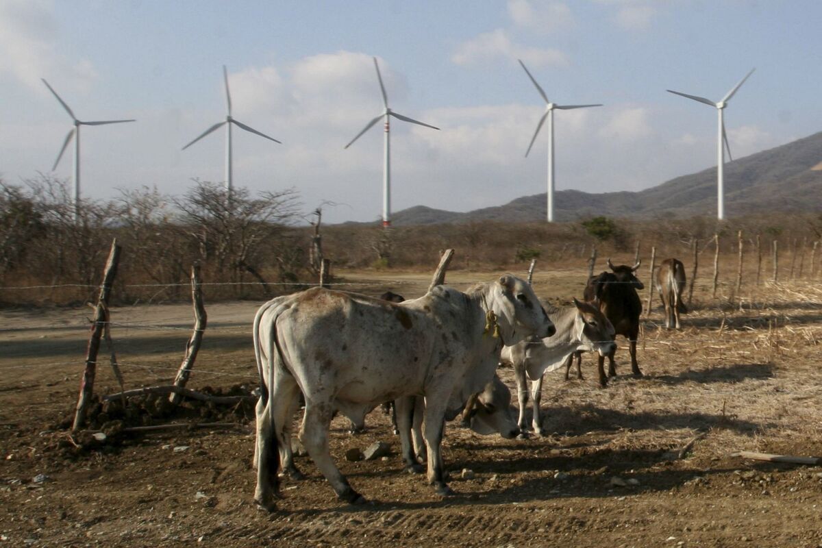 Energía para la industria: los problemas de las eólicas en el Istmo de Tehuantepec
