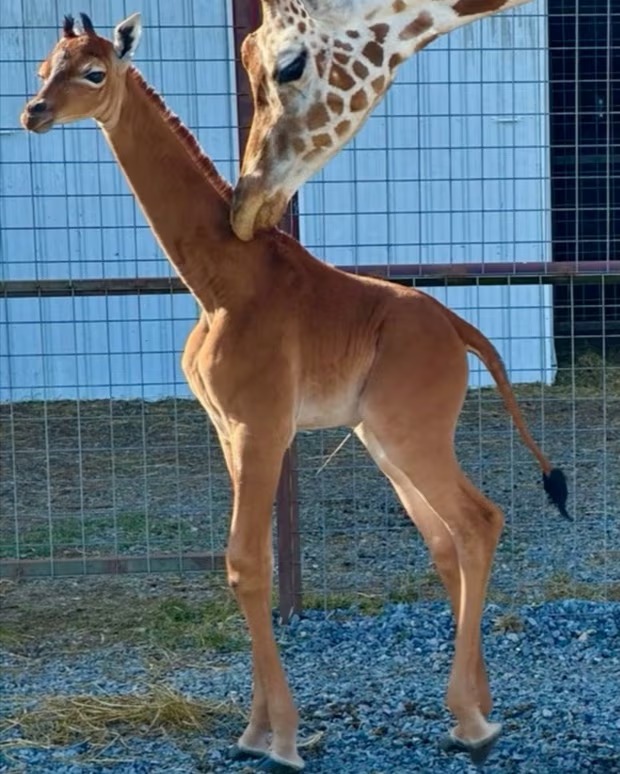 Nace en el zoológico de Tennessee una jirafa sin manchas que, se cree, es única en el mundo