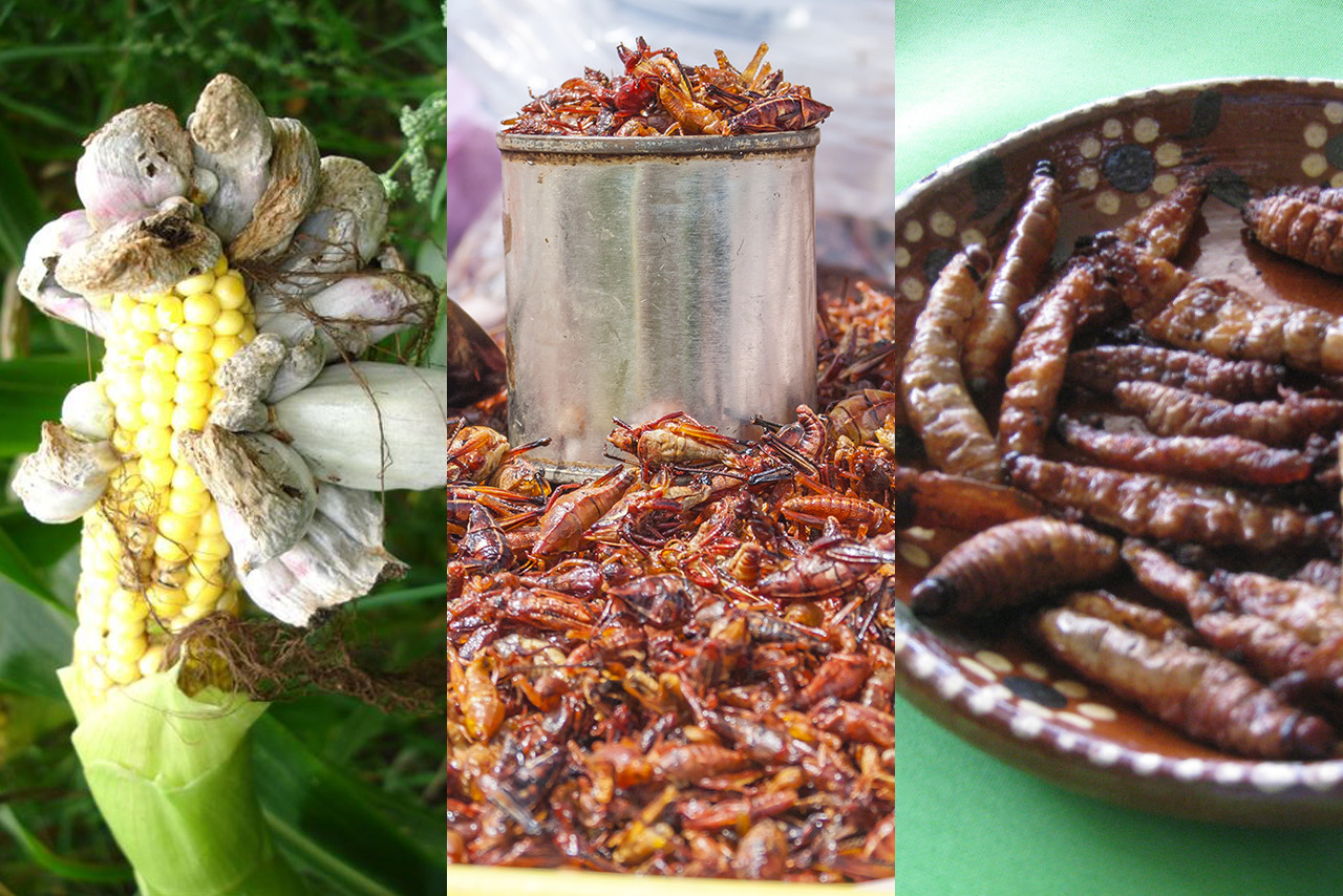 De ratas a gusanos… La-Lista de las comidas más exóticas de México