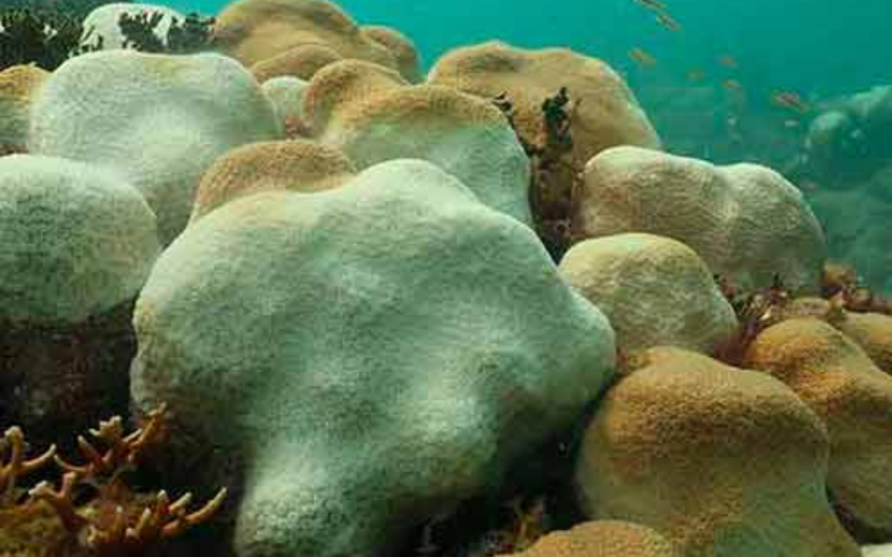 Corales enfrentan muerte masiva por aumento en temperatura del agua: expertos de la UNAM