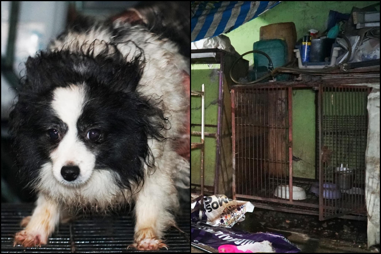 31 perros son rescatados de un criadero clandestino en Ecatepec, Edomex