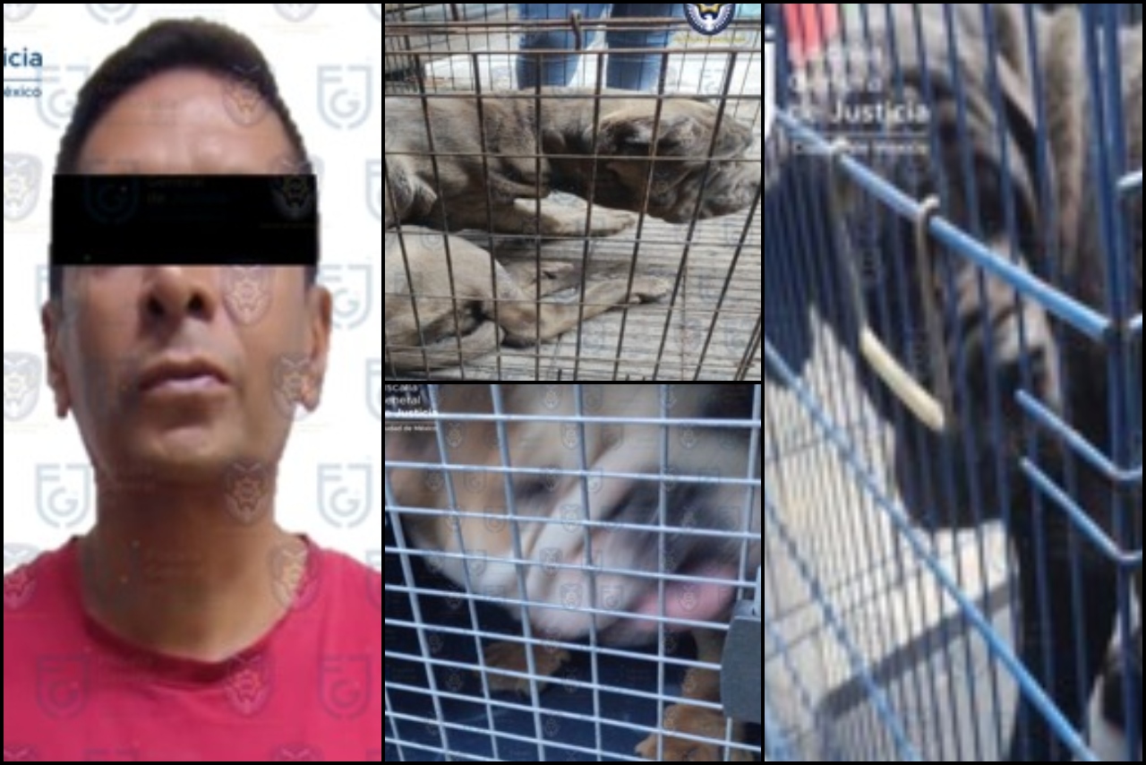 Rescatan a cachorros que eran maltratados en Álvaro Obregón, CDMX; hay un detenido