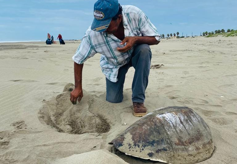 Hallan 6 delfines y 4 tortugas muertas en playas de Sinaloa